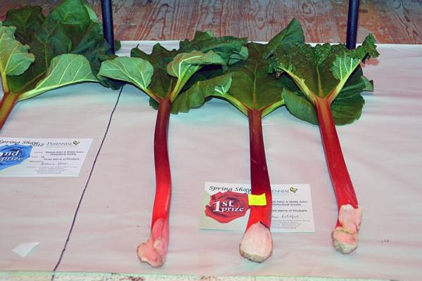 24. Early rhubarb.jpg